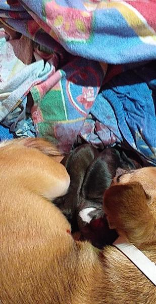 Grote foto chihuahua pups te koop dieren en toebehoren chihuahua en gezelschapshonden