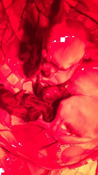 Grote foto chihuahua pups te koop dieren en toebehoren chihuahua en gezelschapshonden