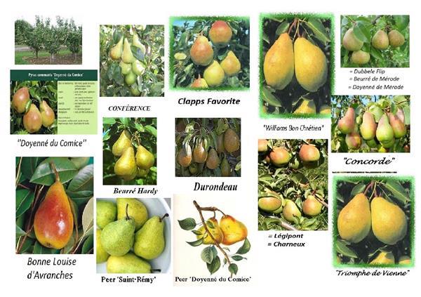 Grote foto alle fruitbomen kleinfruit tuin en terras bomen en struiken