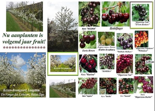 Grote foto alle fruitbomen kleinfruit tuin en terras bomen en struiken
