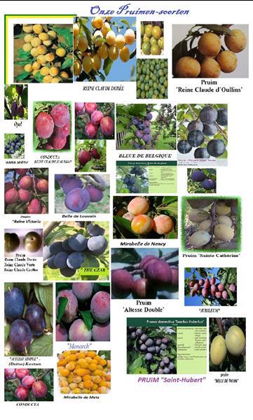 Grote foto alle fruitbomen kleinfruit tuin en terras bomen en struiken