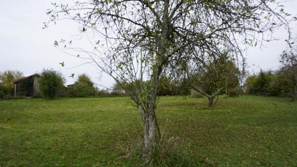 Grote foto houten huis met ca. 5000m2 grond aan bosrand caravans en kamperen stacaravans