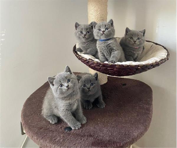 Grote foto britse blauwe sh 3 kittens geboren 1e octorber. dieren en toebehoren raskatten korthaar