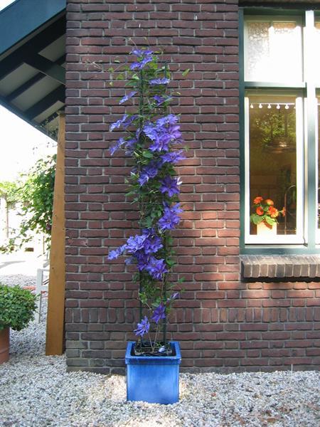 Grote foto inspiratie .. voor een groener 2020 clematis tuin en terras klimplanten