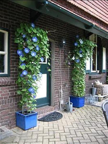 Grote foto inspiratie .. voor een groener 2020 clematis tuin en terras klimplanten