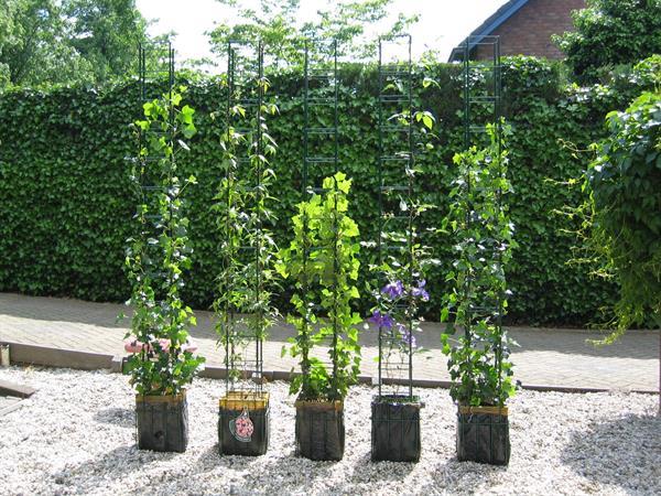 Grote foto inspiratie .. voor een groener 2020 clematis tuin en terras klimplanten