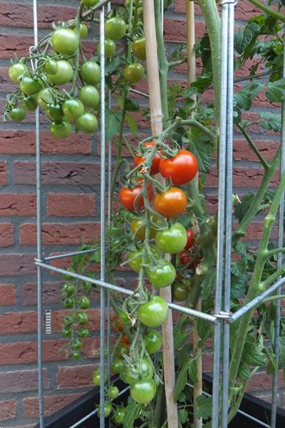 Grote foto draadsteun paprika augurk bramen aardbeien tuin en terras bloemen en planten