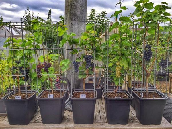 Grote foto draadsteun paprika augurk bramen aardbeien tuin en terras bloemen en planten