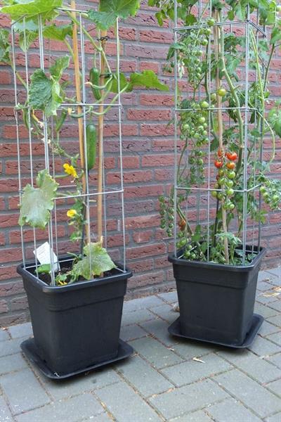 Grote foto draadsteun paprika augurk bramen aardbeien tuin en terras bloemen en planten