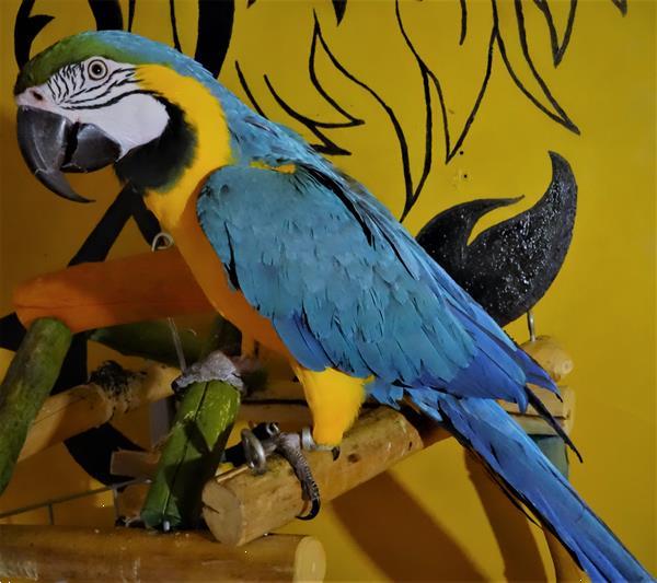 Grote foto handtamme blue gold macaw blauwgele ara dieren en toebehoren overige dieren