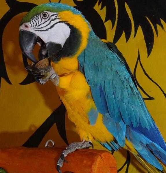 Grote foto handtamme blue gold macaw blauwgele ara dieren en toebehoren overige dieren