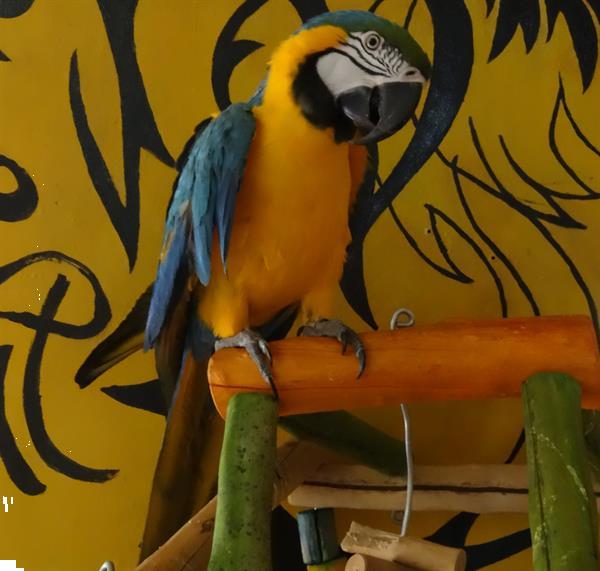 Grote foto handtamme blue gold macaw blauwgele ara dieren en toebehoren overige dieren