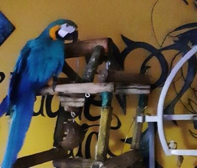 Grote foto handtamme blue gold macaw blauwgele ara dieren en toebehoren overige dieren