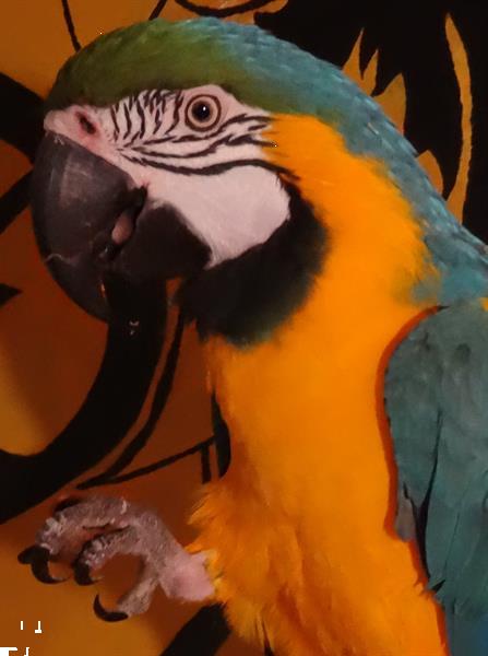 Grote foto handtamme blue gold macaw blauwgele ara dieren en toebehoren overige dieren