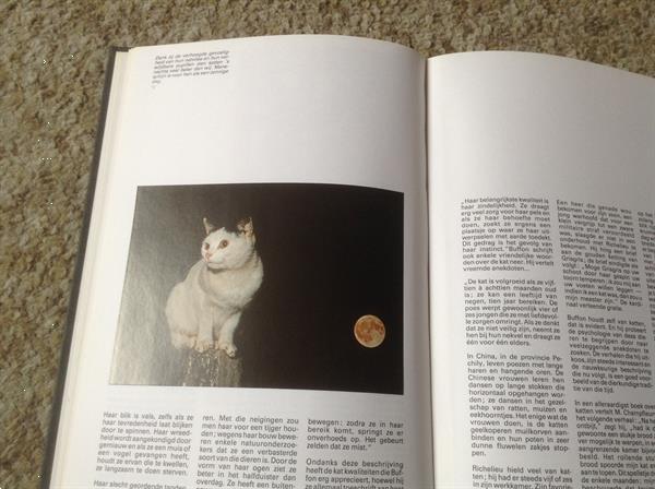 Grote foto een boek van katten lieve schattige huisdieren boeken dieren en huisdieren