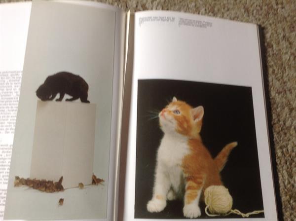 Grote foto een boek van katten lieve schattige huisdieren boeken dieren en huisdieren