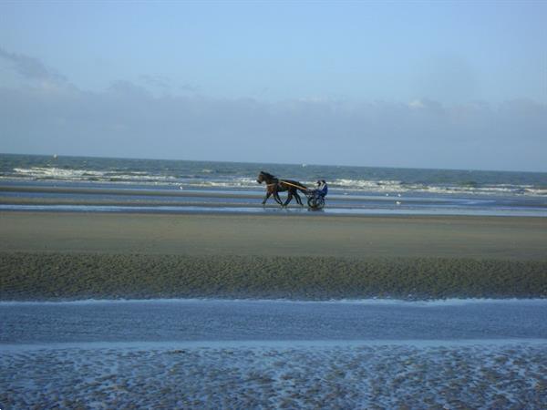 Grote foto zonnekant nieuwpoort grote studio vlakbij zeedijk vakantie belgi