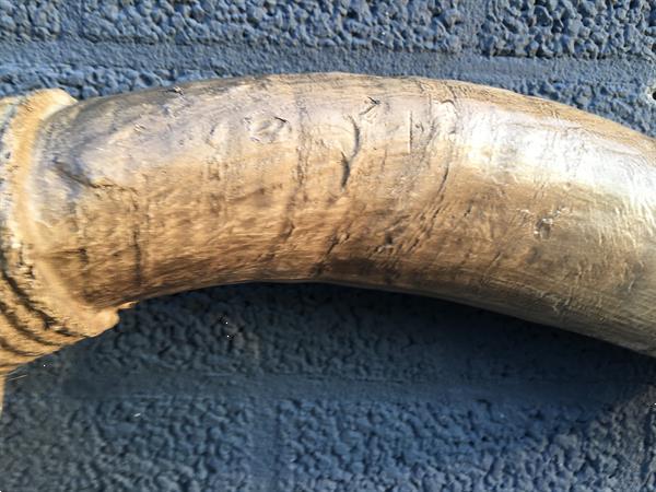Grote foto super grote longhorn woodlook stierenschedel met lange horen verzamelen beelden en beeldjes