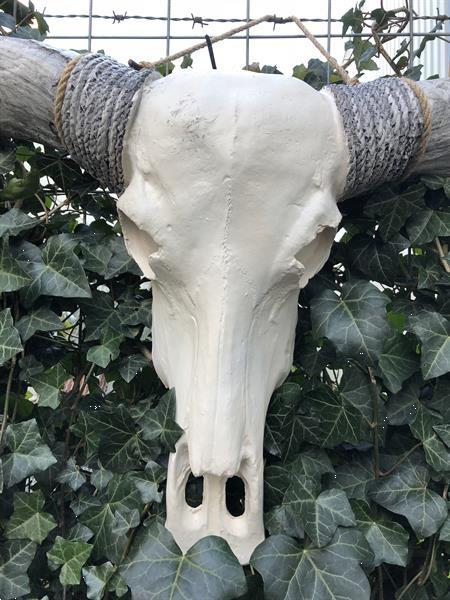 Grote foto super grote longhorn stierenschedel ivoor met horens zwarte verzamelen beelden en beeldjes