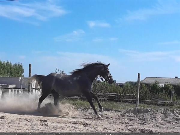 Grote foto supermooie jonge merrie springpaard dieren en toebehoren paarden
