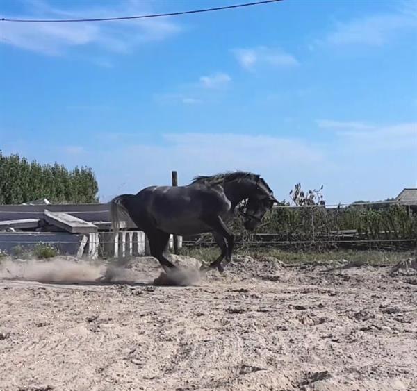 Grote foto supermooie jonge merrie springpaard dieren en toebehoren paarden