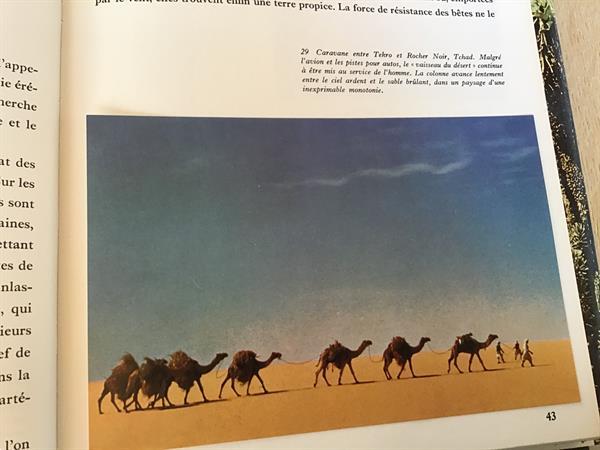 Grote foto afrika het oerwoud woestijn steppe een vegetatie boeken reisverhalen