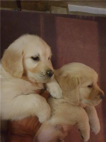 Grote foto zeer mooie golden retriever pups te koop. dieren en toebehoren retrievers spani ls en waterhonden