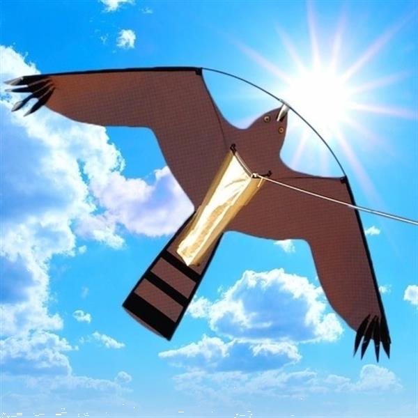 black hawk kite black hawk kite