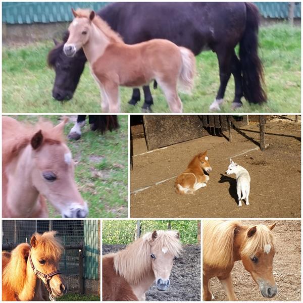 Grote foto amerikaans miniatuurpaardje dieren en toebehoren pony