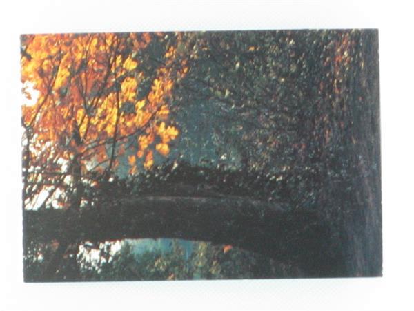Grote foto postkaart het bos verzamelen ansichten thema