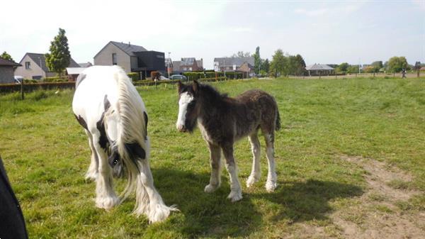 Grote foto tinker veulen dieren en toebehoren paarden