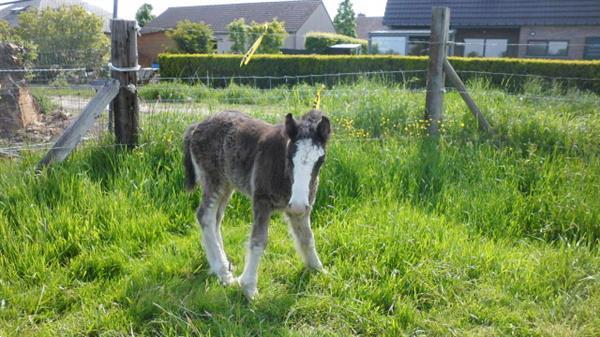 Grote foto tinker veulen dieren en toebehoren paarden