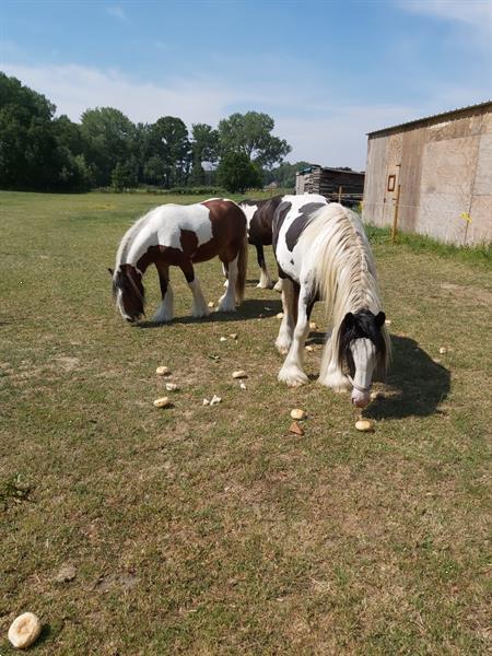 Grote foto tinker veulen dieren en toebehoren paarden