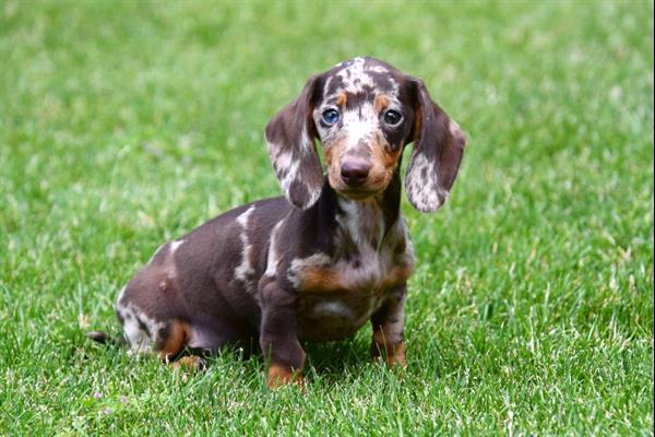 Grote foto kortharige dwerg teckel pups te koop dieren en toebehoren teckels en dashonden