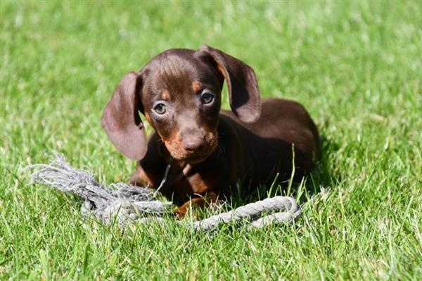 Grote foto kortharige dwerg teckel pups te koop dieren en toebehoren teckels en dashonden