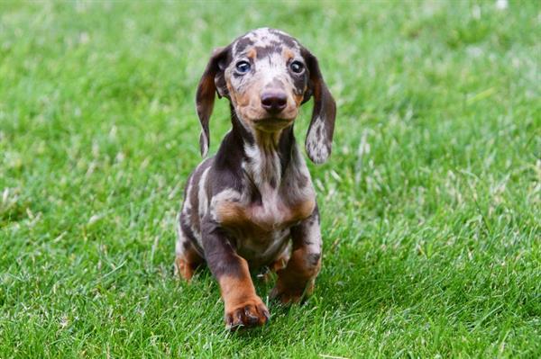 Grote foto kortharige dwerg teckel pups te koop dieren en toebehoren teckels en dashonden