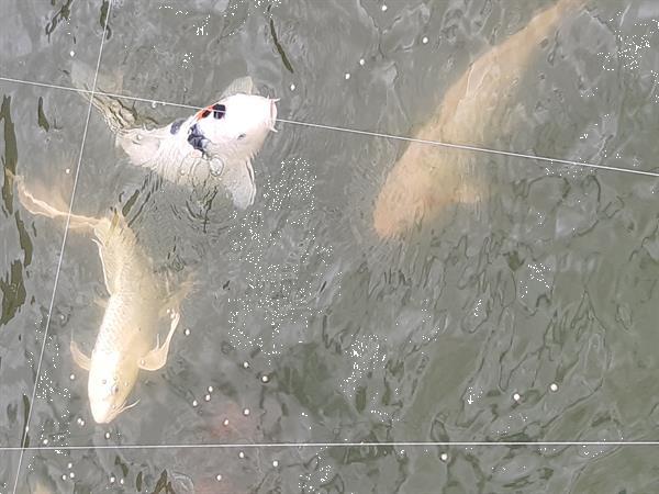 Grote foto japanqe kois dieren en toebehoren vijvervissen