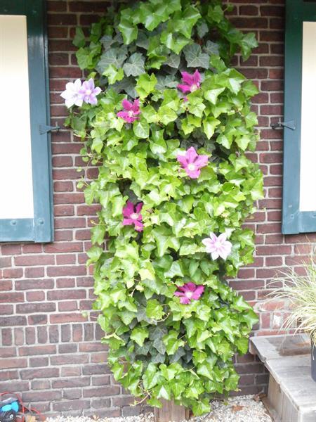 Grote foto klimplanten tegen schuttingen en muren. tuin en terras bloemen en planten