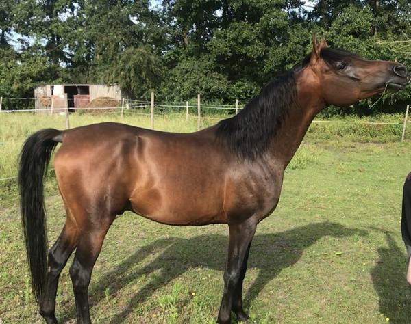 Grote foto te koop gazi j dieren en toebehoren paarden