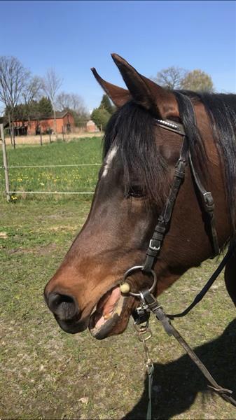 Grote foto te koop gazi j dieren en toebehoren paarden