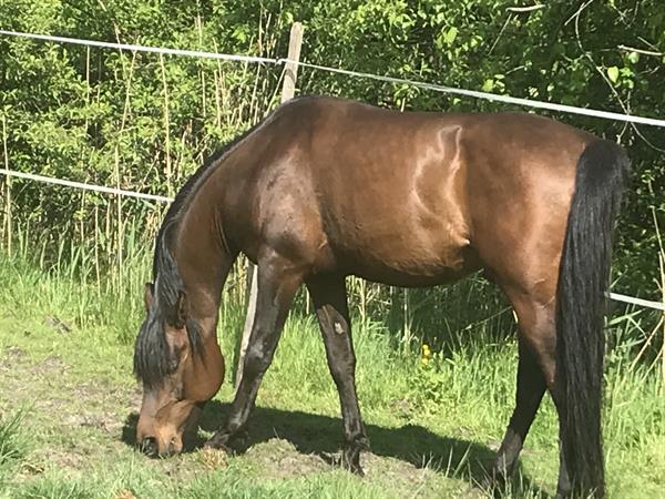 Grote foto te koop gazi j dieren en toebehoren paarden