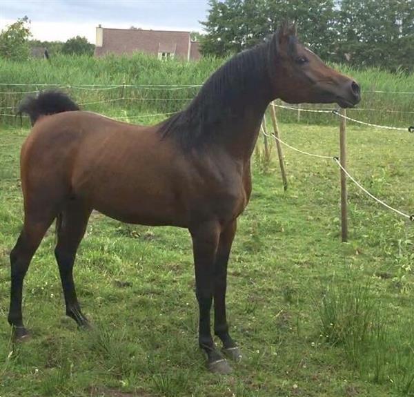 Grote foto te koop gazi j dieren en toebehoren paarden