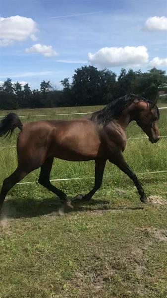 Grote foto te koop gazi j dieren en toebehoren paarden