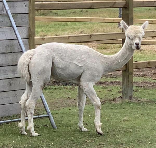 Grote foto witte alpaca dekhengst te koop dieren en toebehoren dekhengsten en fokmerries