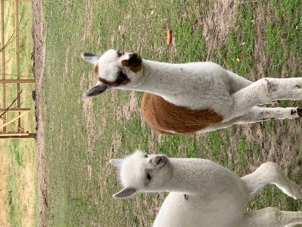 Grote foto witte alpaca dekhengst te koop dieren en toebehoren dekhengsten en fokmerries