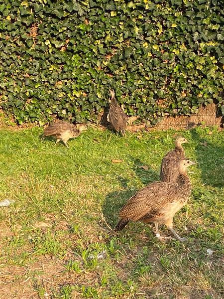 Grote foto pauw kuikens te koop dieren en toebehoren pluimvee