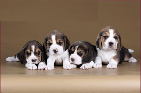 Grote foto hele mooie beagle pups aangeboden beagles dieren en toebehoren beagles bassets en lopende honden