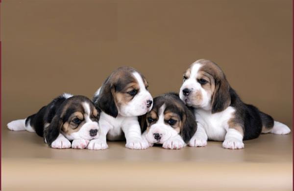 Grote foto hele mooie beagle pups aangeboden beagles dieren en toebehoren beagles bassets en lopende honden
