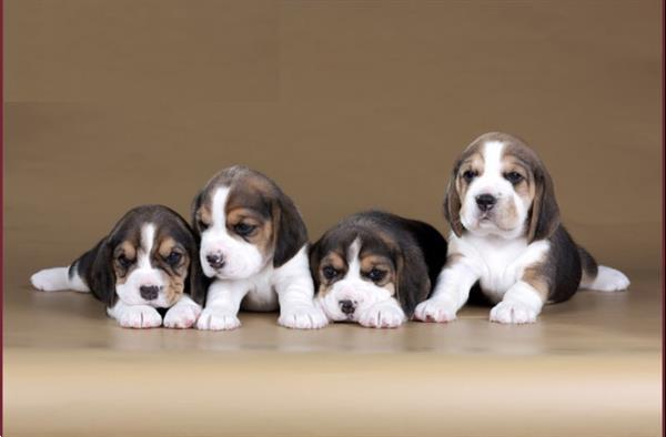 Grote foto hele mooie beagle pups aangeboden beagles dieren en toebehoren beagles bassets en lopende honden