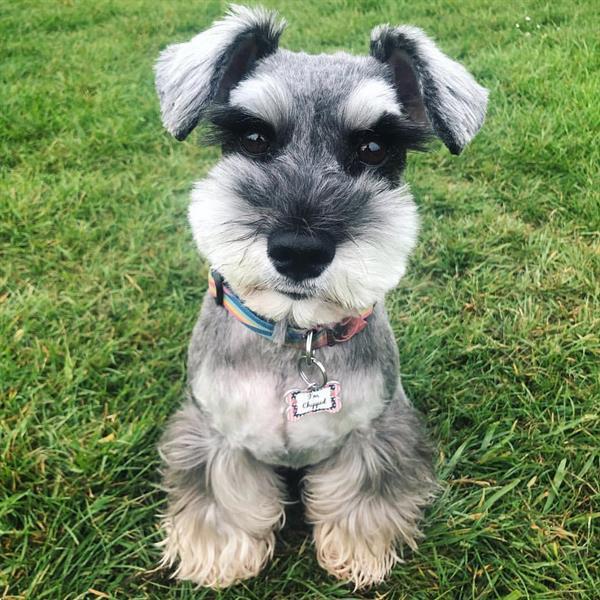 Grote foto dwergschnauzer pups dieren en toebehoren overige honden